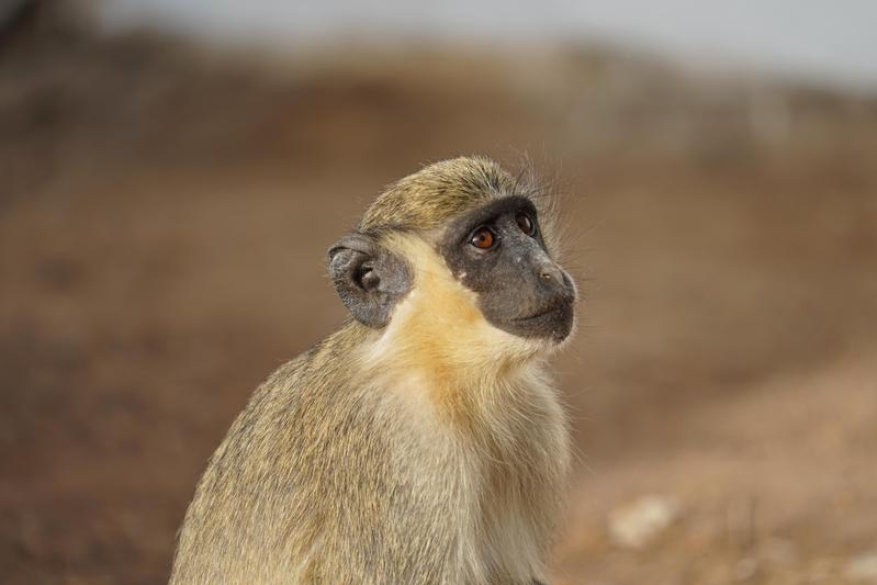 Westliche Grünmeerkatze im Senegal. 