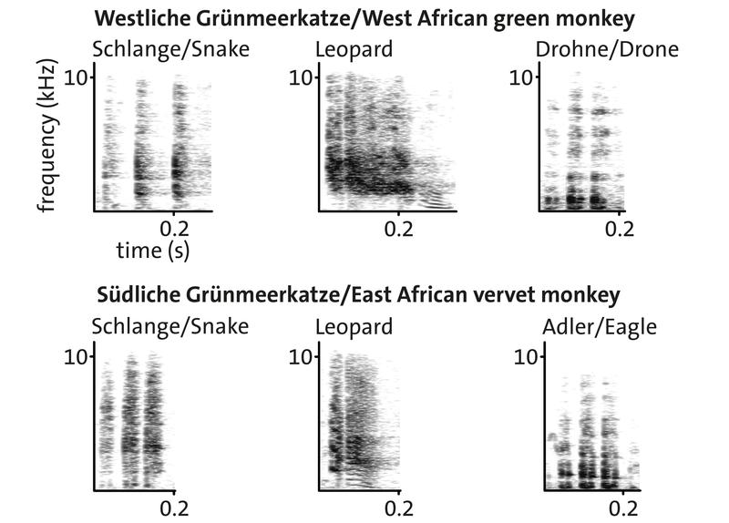 Die Spektrogramme zeigen die Alarmrufe, die weibliche Westliche Grünmeerkatzen (oben) und weibliche Südliche Grünmeerkatzen (unten) als Reaktion auf Raubfeinde ausstoßen.