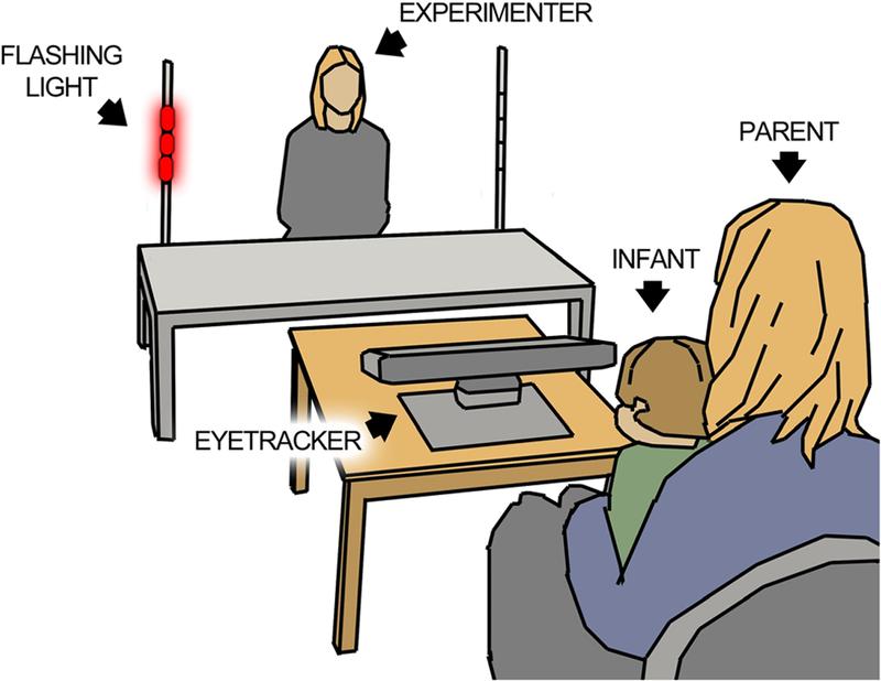 Illustration of the experiment designed to assess initiation of joint attention in infancy. 