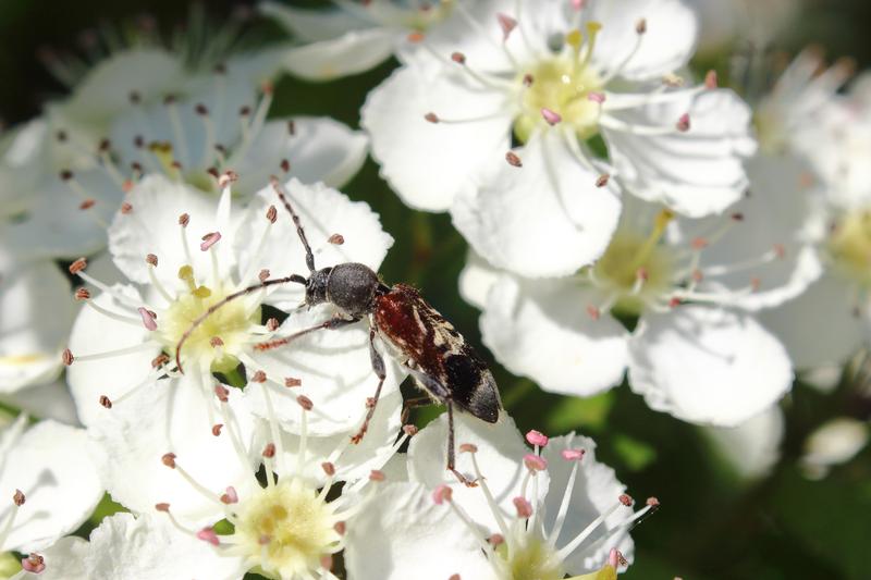 Rufous-shouldered longhorn beetle