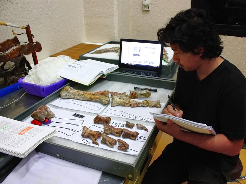 Adun Samathi analyzing the bone finds. 
