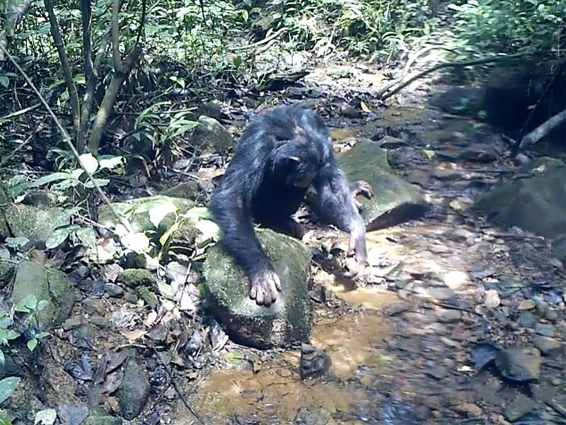 Schimpnase sucht nach Krabben 