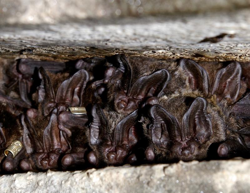 Mopsfledermäuse mit beringten Individuen in der Wochenstuben-Kolonie in Nordbayern 