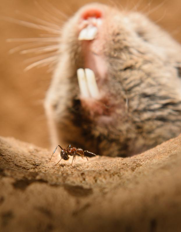 Highveld-Mulle können dank ihrer Schmerzunempfindlichkeit mit giftigen Ameisen zusammenleben.