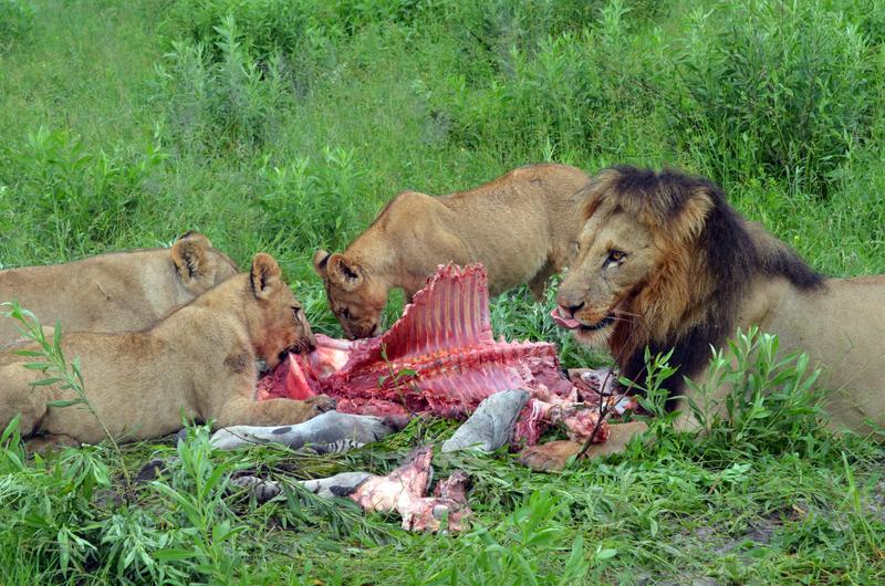 Löwenmännchen unterstützen die Weibchen kaum bei der Jungenaufzucht, verteidigen aber das Revier der Weibchen mit ihren Jungtieren.