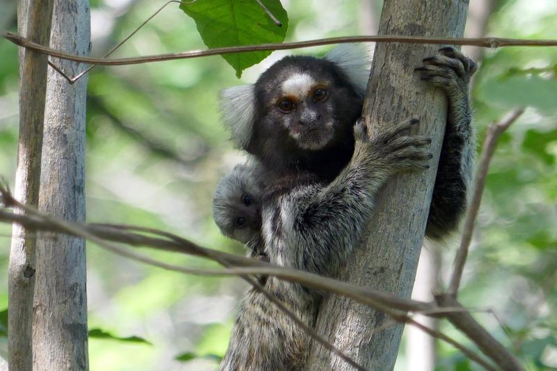 Callitrichids, like these common marmosets, usually give birth to two infants. The father and the other group members help the female rear her young.