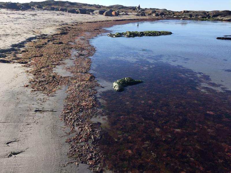 Great interest for cleaning-up of beaches