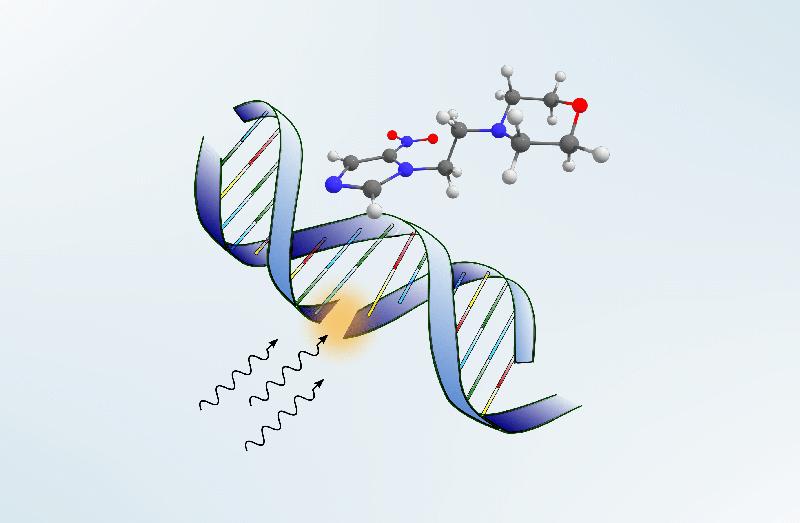 Durch Strahlung werden Strangbrüche in der DNA erzeugt. Das Nimorazol-Molekül dockt dort an, wo der DNA-Strang gebrochen ist und verhindert damit die Reparatur in der Krebszelle.