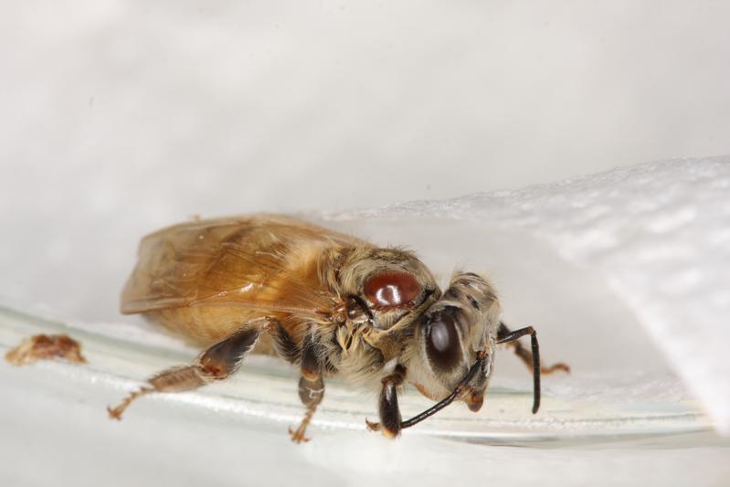 A Varroa destructor mite on the thorax of an experimental Western honeybee, Apis mellifera.