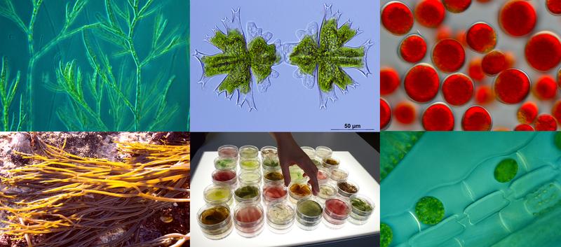 Dank der vielen Arten und Verwendungen ergeben sich zahlreiche Möglichkeiten für Projekte rund um das Thema Algen für den Wettbewerb. 