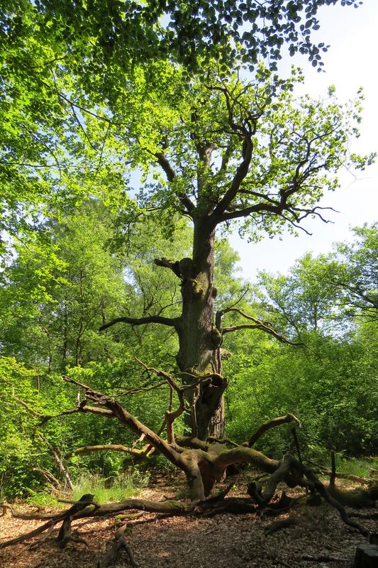 Alte Huteeiche im Urwald Sababurg: früher als Mastbaum bei der Viehhaltung im Wald genutzt,  heute ein lebender Habitatbaum, der vielen Arten eine Überlebensmöglichkeit bietet.