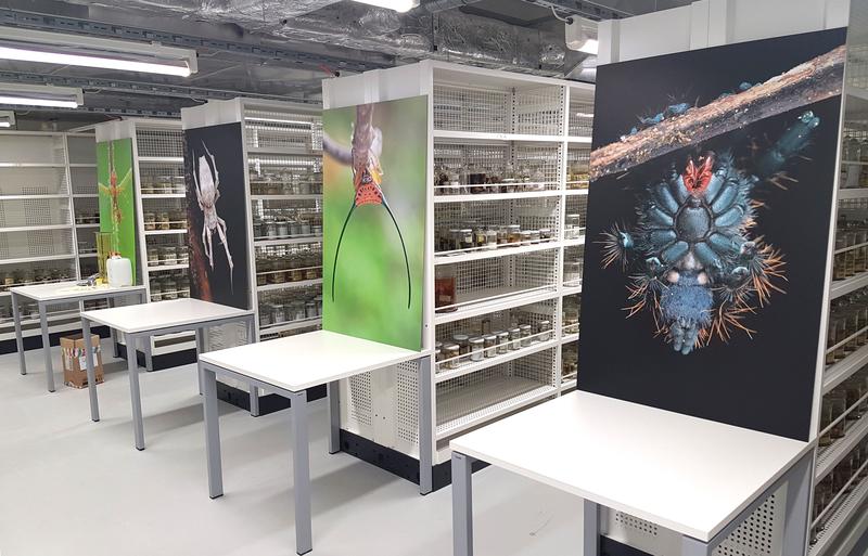 Blick in die Sammlung der Sektion Arachnologie am Senckenberg Forschungsinstitut in Frankfurt. 
