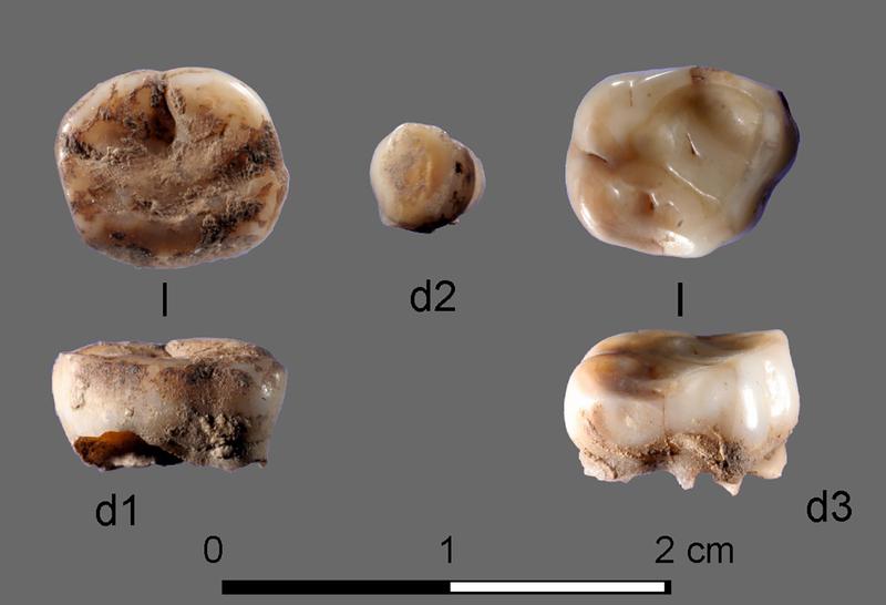 Die beiden 31’000 Jahre alten Milchzähne, die an der «Yana Rhinoceros Horn Site» in Russland gefunden wurden, führten zur Entdeckung der Bevölkerungsgruppe der «Alt-Nordsibirier».