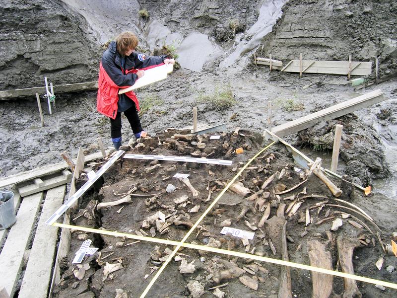 Die archäologische Stätte in der Nähe des Jana-Flusses. Eine Forscherin kartiert die Artefakte in dem Gebiet, in dem zwei 31’000 Jahre alte Milchzähne gefunden wurden.