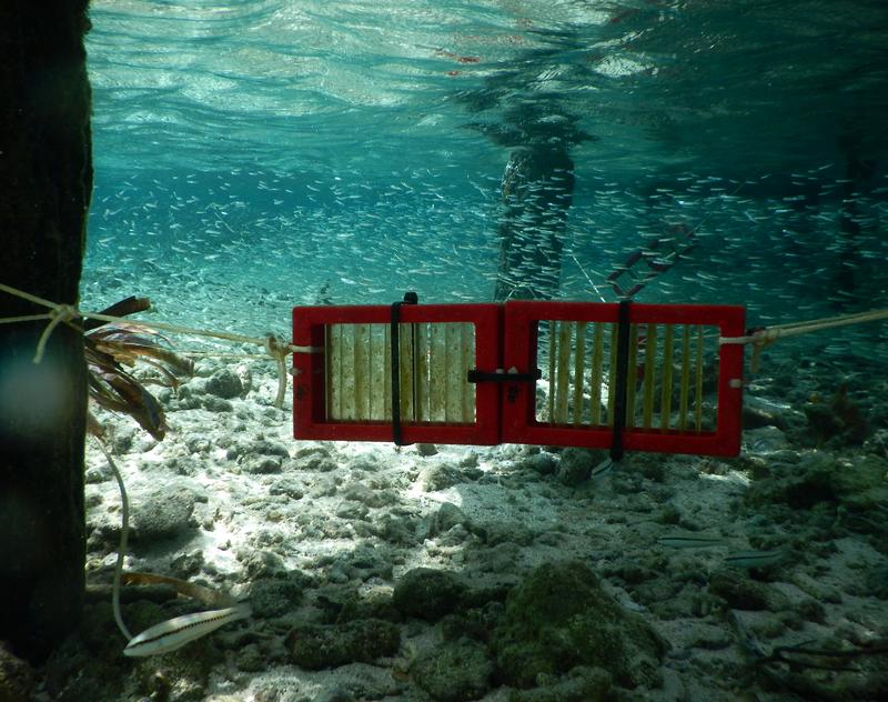 In the trap: Colonized Trichoplax traps suspended in shallow water under a footbridge. 