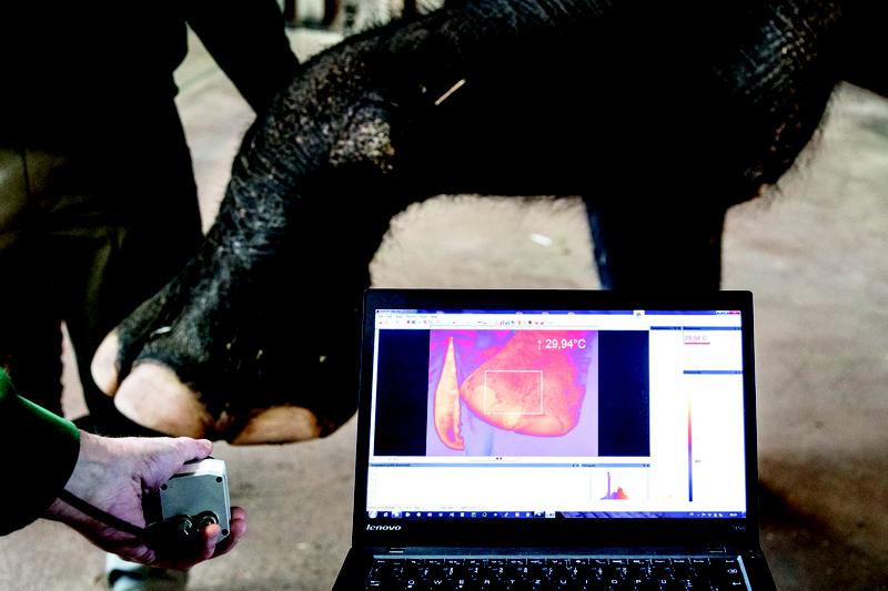 Ziel des Projekts ist eine umfangreiche Bilddatenbank mit Wärmebildern, die Tierärzten bei der Diagnose hilft und kranken Tieren unnötigen Stress erspart.
