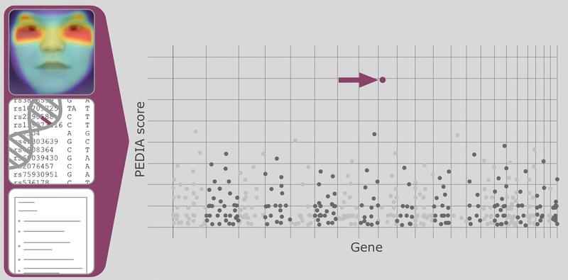 Mit Künstlicher Intelligenz zur Diagnose seltener Erbkrankheiten: Das neuronale Netzwerk kombiniert die Daten von Porträtbildern mit Gen- und Patientendaten. 