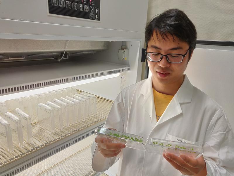 Zhongtao Jia inspecting the root foraging response of his Arabidopsis plants.