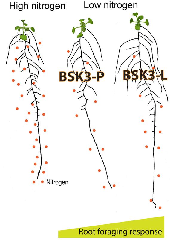 Simplified model for N-dependent root foraging. 