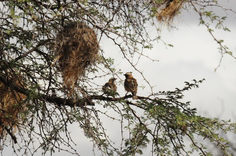 Ein Mahaliweber-Paar sitzt in einem Baum unter ihrem Nest. Das Männchen (rechts) trägt einen Mikrofonsender auf dem Rücken und einen Sender zum Messen der Gehirnaktivität auf dem Kopf.