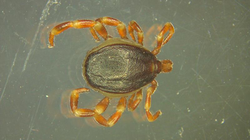Die Hyalomma-Zecke ist wieder da: Erstmalig konnte sie in Deutschland überwintern.