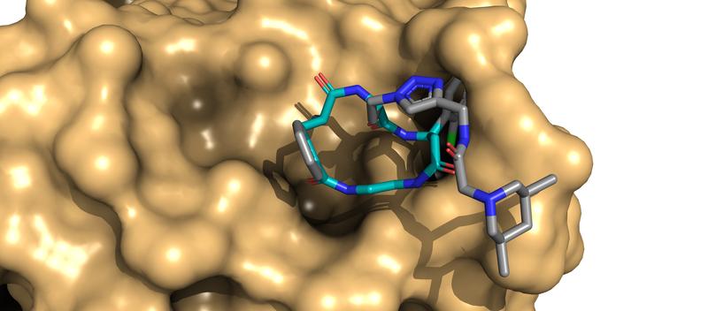 An artistic depiction of a macrocycle binding to a target protein.