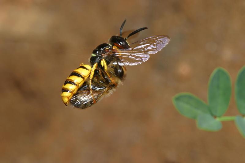 Ein Bienenwolfweibchen trägt eine gelähmte Honigbiene im Flug zu ihrem Nest.