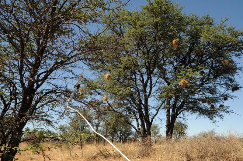 Antenna used for signal reception, which was placed below a nesting tree.