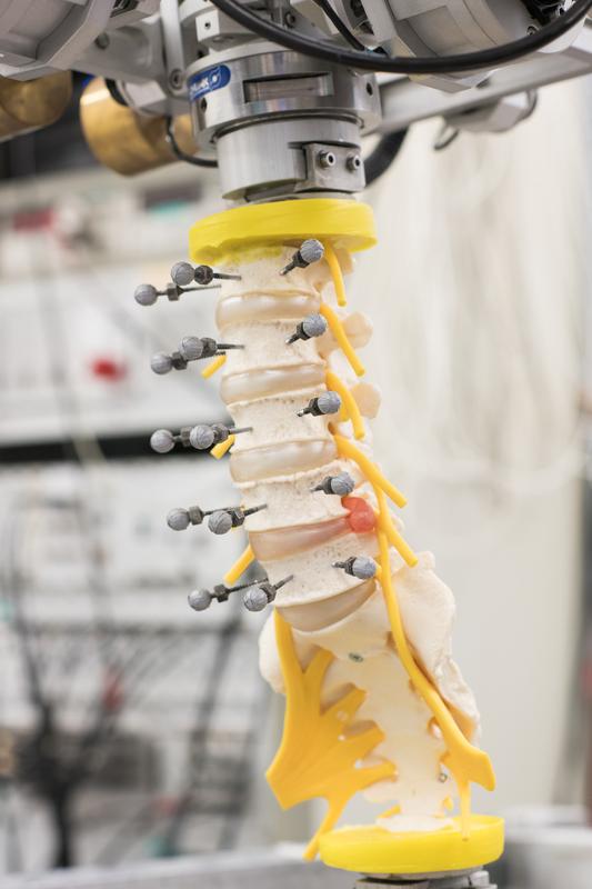 model of a human spine with a synthetic intervertebral disc