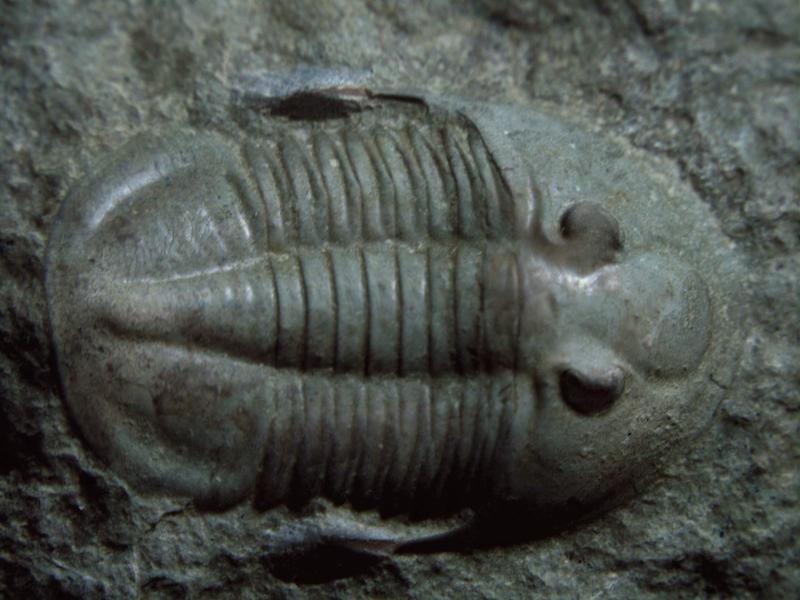 Fossil eines Trilobiten