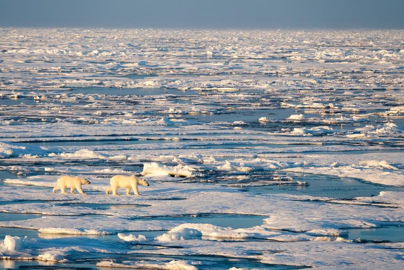 Eisbären auf dem Meereis des Arktischen Ozeans. Mikrobiologen auf der ganzen Welt fordern, dass Mikroorganismen beim Umgang mit dem Klimawandel mehr beachtet werden müssen.