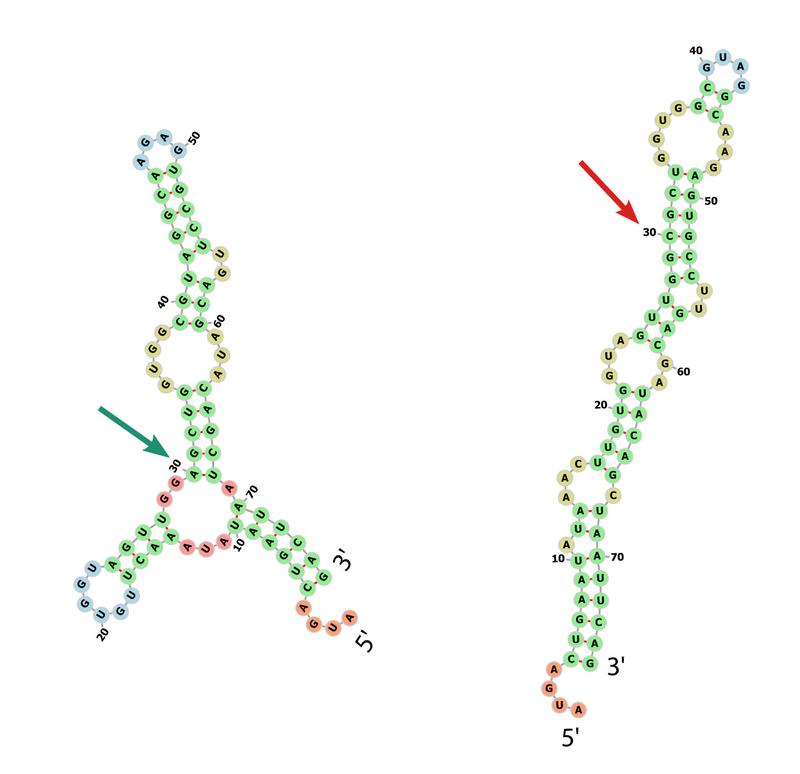 Falsch gefaltet: Eine einzige stille Mutation führt dazu, dass sich die Struktur des Protein-Bauplans ändert.