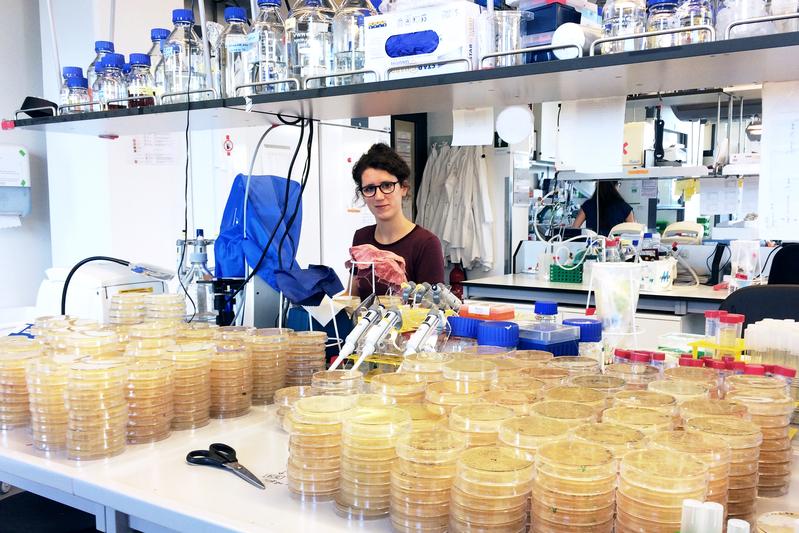 In her doctoral research, Tanita Wein investigated how plasmids develop under non-selective conditions, using the example of the bacterium Escherichia coli.  