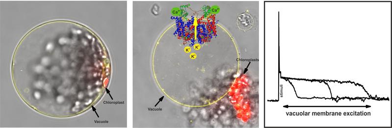 Activity of TPC1 ion channel in the vacuole membrane (yellow) is essential for the excitability of the vacuole. On the left is a plant cell, in the middle the vacuole with chloroplasts (red).