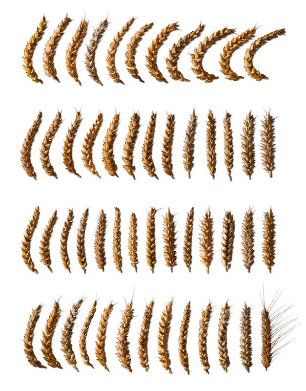  Weizenähren aus 50 Jahren Zuchtfortschritt