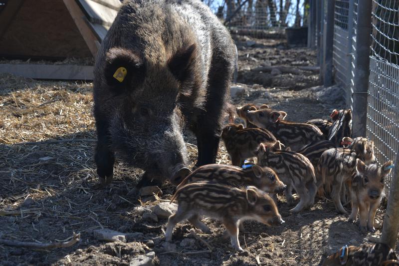 Wild boar piglets