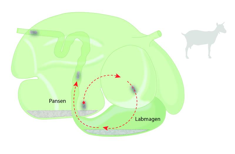 Sand sinks down in the rumen and collects in the abomasum, passes through the bowel and is then expelled with the undigested material in the feces. 