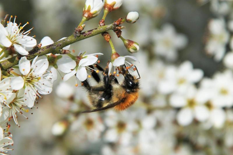 Eine Hummel sammelt Nektar in den Blüten eines Obstbaumes; 