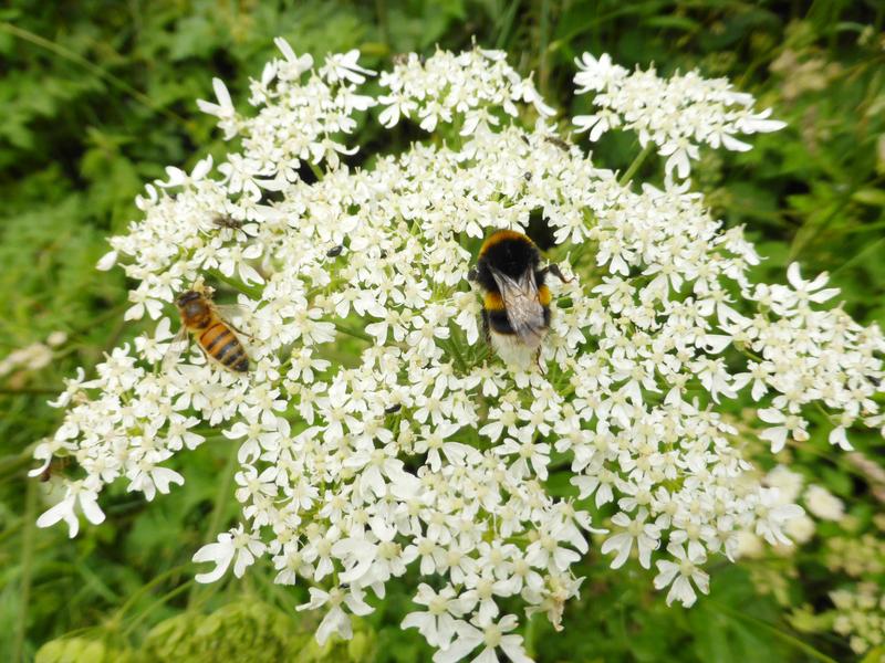 Eine Honigbiene und eine Hummel teilen sich den Blütenstand einer Doldenblüte;