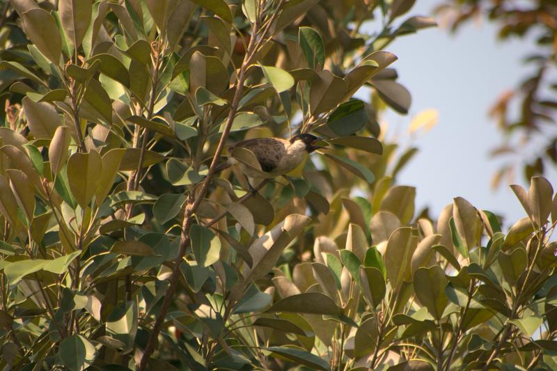 The sounds of birds, in particular, can be easily captured with the help of recording devices