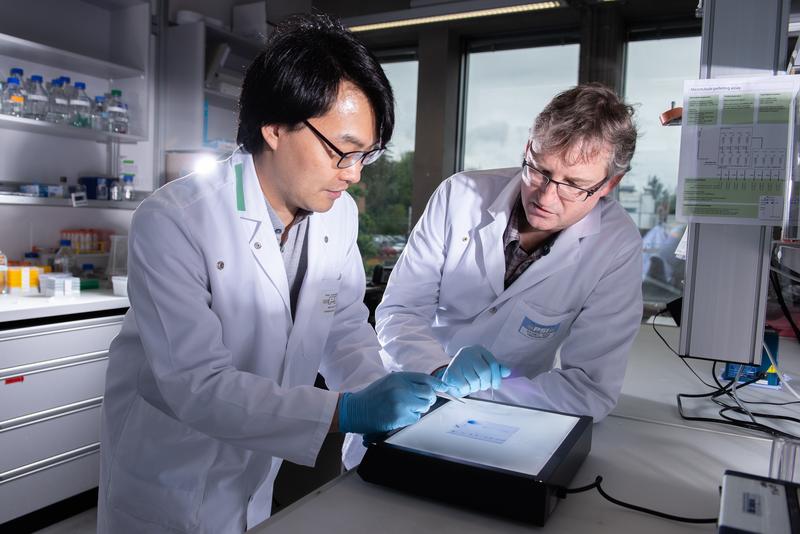 Sung Ryul Choi (links), Biochemiker am PSI und einer der Erstautoren der Studie, und Michel Steinmetz, Leiter des Labors für Biomolekulare Forschung am PSI, begutachten eine Proteinprobe. 