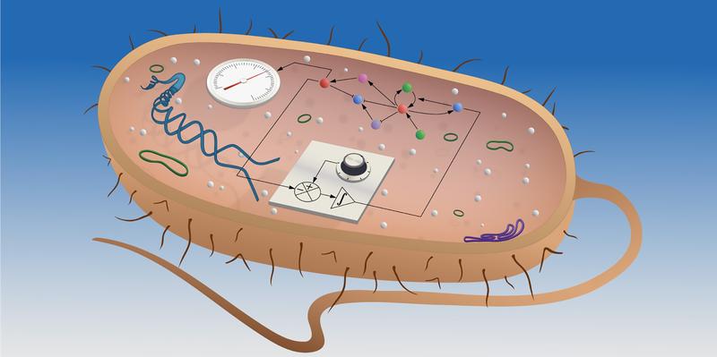 Die Wissenschaftler entwickelten einen integrierenden Regelkreis (vorne als Schaltplan dargestellt) für Kolibakterien.