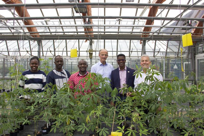 Afrikanische Cassava-Züchter im Juni 2019 zu Besuch im Cassava-Gewächshaus am JKI