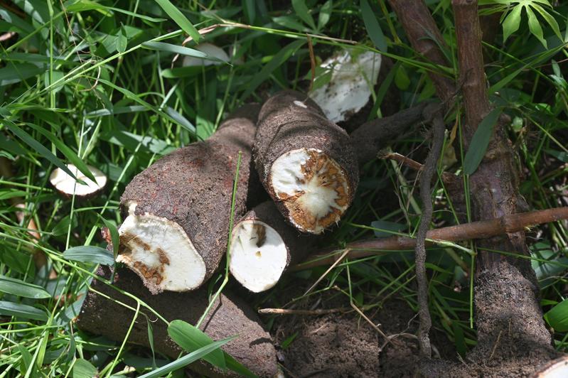 Wurzel der Cassava-Pflanze, von Cassava brown streak virus (CBSV) befallen