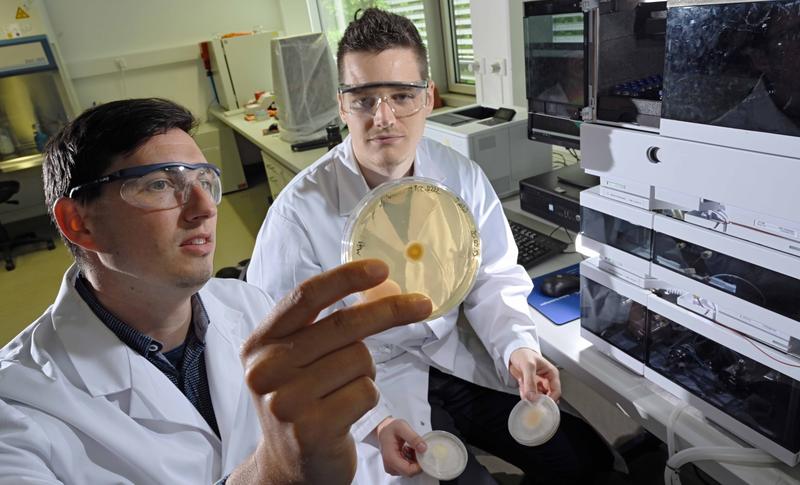 Dr. Markus Greßler (l.) und Doktorand Florian Baldeweg untersuchen eine Pilzkultur von Mortierella alpina. Die Wissenschaftler konnten nachweisen, dass der Pilz große Mengen eines Tensids produziert.