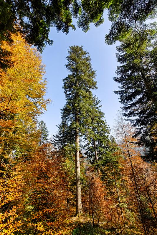 Eine prächtige Weisstanne (Abies alba) in einem Bergwald im Emmental (Kanton Bern, Schweiz).