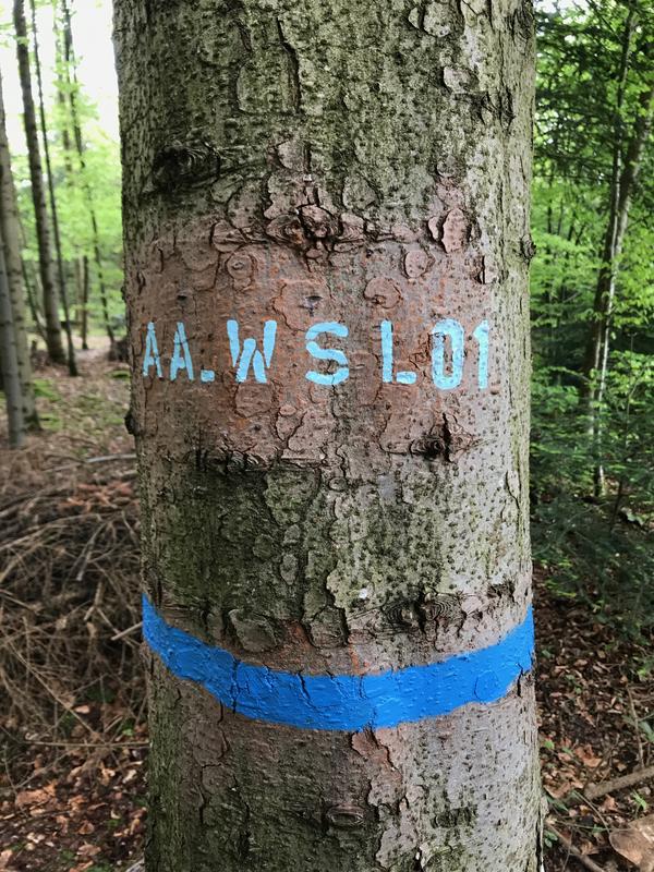 Das erstmals sequenzierte Genom stammt von einer Weisstanne in einem Wald in Birmensdorf (Kanton Zürich, Schweiz). Der Baum ist eher ein unscheinbarer Vertreter seiner Art.