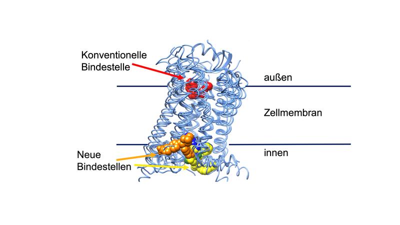 Die Abbildung zeigt herkömmliche und im Rahmen von GLUE neu zu erforschende Bindestellen für bestehende und noch zu entwickelnde Arzneistoffe. 