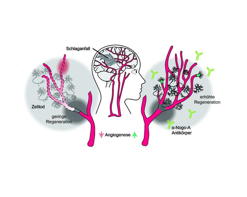 Wird Nogo-A blockiert, begünstigt dies das Wachstum der Blutgefässe (Angiogenese) um das vorbetroffene Hirnareal und verbessert den neuronalen Regenerationsprozess.