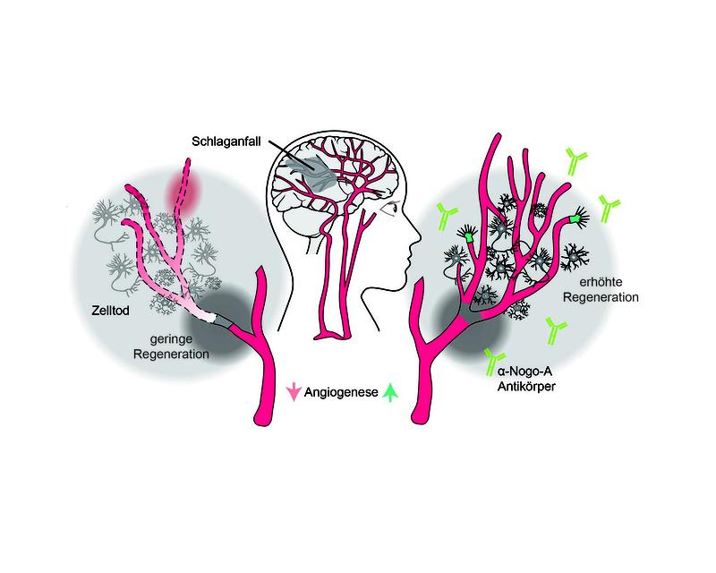 Blocking Nogo-A promotes vascular growth (angiogenesis) around the affected brain region and improves the brain’s capacity to regenerate damaged tissue and neural circuits.